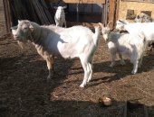Продам козу в Краснохолме, Козлята и огул коз, козлята 2 мальчика, 1 девочка, возрост