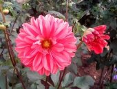 Продам комнатное растение в Чите, Цветы для дома и сада, Излишки Георгин и растения