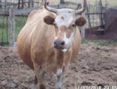 Продам корову в Магнитогорске, двух с телятами, Место сделки с, Богдановское Кизильский