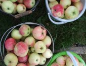 Продам в Коврове, Яблоки цена 100 руб кг со своего сада очень сладкие помощь по доставке
