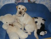 Продам собаку лабрадор, самец в Воронеже, Кабель а, Кабель, 1, 5 месяца, фото именно его