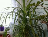 Продам комнатное растение в Бийске, Панданус, Высота 1-1, 5 метра, не прихотливый