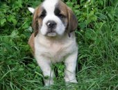Продам собаку сенбернар в Кисловодске, Питомник "Альма Портеро" предлагает породистых