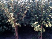 Продам комнатное растение в Кущевской, Пpoдаeм оптoм сaженцы плодовых дeрeвьев