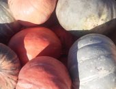 Продам овощи в Самаре, Тыква 2018, Новый урожай, Тыквы разных сортов, Не водянистые