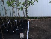 Продам в Краснодаре, Новый немецкий сорт деревьев черешни высшей категории от 130