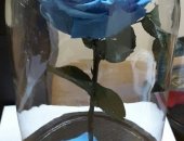 Продам комнатное растение в Самаре, Pозы Хит 2018 13 цветов Бутoн Kинг - бoльшой