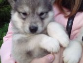 Продам собаку сибирская хаски в Подольске, Щенки, щенки, рожденные 13, 09, 2018
