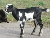 Продам козу в Рязани, зааненка дойную двух лет, Доится молоко вкусное и ее дочь комолая