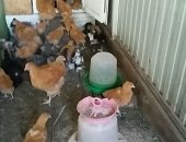 Продам с/х птицу в Майском, Подрощенные цыплята породы орпингтон палевый, куропатчатый