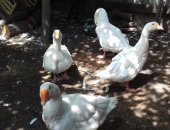 Продам с/х птицу в Зернограде, Гуси породы "Линда", Один гусак и три гусыни, возраст один