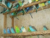 Продам птицу в Кургане, Попугаи, молоденькие от говорящих родителей, попугаев молоденьких