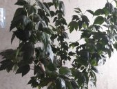 Продам комнатное растение в Абакане, неприхотливые растения: сциндапсус расписной, разные