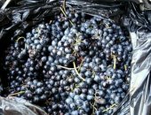 Продам в Стрелке, Виноград технический Мерло, виноград винный сорт Мерло отгрузка с