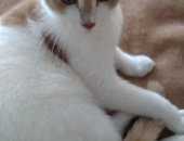 Продам кошку, самец в Екатеринбурге, Замечательный бело- персиковый котенок ждёт своего