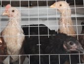 Продам с/х птицу в Иркутске, Цыплята 2 месяца, цыплят мясо -яичных пород, Вылупились 4