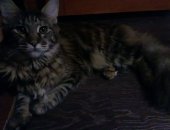 Продам мейн-кун, самка в Омске, кошку в возрасте 11 месяцев, была куплина под разведения