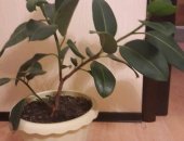 Продам комнатное растение в Белогорске, Фикус, фикус, высота без горшка 60 см, активно