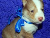 Продам собаку сибирская хаски в Саратовской области, Продаютcя щенки хacки рожденные