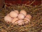 Продам яица в Нижнем Новгороде, Цыплята Кучинской Юбилейной, суточные, только под заказ