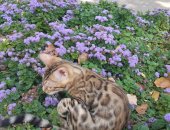 Продам бенгальская, самец в Казани, Чудо леопардики, Красивые котята из питомника