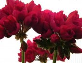 Продам комнатное растение в Нижневартовске, несколько сортов тюльпановидных пеларгоний