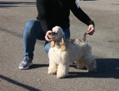 Продам собаку кокер спаниель, самец в Москве, палевый мальчик д, р, 06, 05, 2018