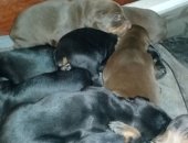 Продам собаку доберман в Рамони, Щенки а, щенков а черные с подпалом и коричневые рождены