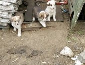 Продам собаку в Кемерове, Отдам чудесных щенят в добрые руки, Возраст щенят около месяца