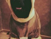 Продам собаку лабрадор в Комсомольске-на-Амуре, Вязка случка, Я Граф, ищу себе подругу