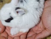 Продам заяца в Бийске, милые декоративные кролики