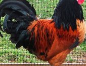 Продам с/х птицу в Электростале, Предлагаю великолепных цыплят очень редких и красивых