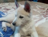 Продам собаку сибирская хаски, самец в Самарское, Сpочно пpодаются щенки, Им 2 месяца