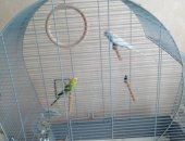 Продам птицу в Санкт-Петербурге, Волнистые попугаи с клеткой, Парочка волнистых попугаев