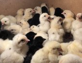 Продам с/х птицу в Петропавловске-Камчатском, цыплят, кур-несушек и цыплят разного
