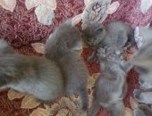 Продам британская, самец в Улане-Удэ, Котята британцы, 2 милых малыша ждут своих хозяев