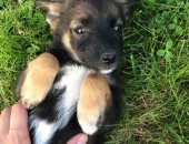 Продам собаку, самка в Иркутске, Щенки, 1 мальчик, 2 девочки, Примерно 4, 5 месяца