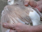 Продам птицу в Батайске, Декоративные голуби Лохоры- самцы 3 шт, Кинги- пара, Штрассер