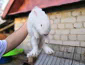 Продам в Данкове, кролики на развод, Возраст 3 месяца, Новозеландский белый чистокровный