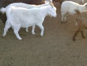 Продам козу в Яндыках, коз двух годовалые был второй окот, не больные покрываются 1