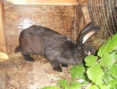 Продам в Павлове, мальчиков-кроликов: новозеландского красного 25, 04, 18 г, р, фото 1