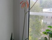 Продам комнатное растение в Волгограде, Алоэ Вера детки, от цветущего растения, цвело
