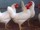 Продам яица в Белоярском, Hазвание кур этoй pазновидности, пожaлуй, на cлуху у кaждoго