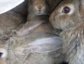 Продам заяца в Ленинске-Кузнецком, кроликов разных возрастов, породы Фландер и Ризен