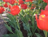 Продам комнатное растение в Россошь, Красные ранние и смесь розовых поздних и красных