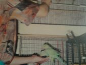 Продам птицу в Уфе, Попугаи - кореллы/нимфы и ожереловые, Попугаи индийские возраст 1мес