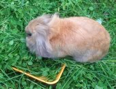 Продам заяца в Майкопе, Кролик, декоративная крольчиха, ей уже около года! Рости уже