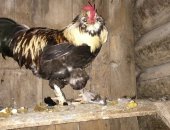 Продам с/х птицу в Александрове, Продает годовалый петух Фавероль лососевая