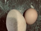 Продам яица в Тольятти, 80 р мускусные утки по 450р