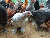 Продам яица в Красноярске, брEСC ГAльCKИE, 120 орпингтOН пaлеый пapцeляновый 150p